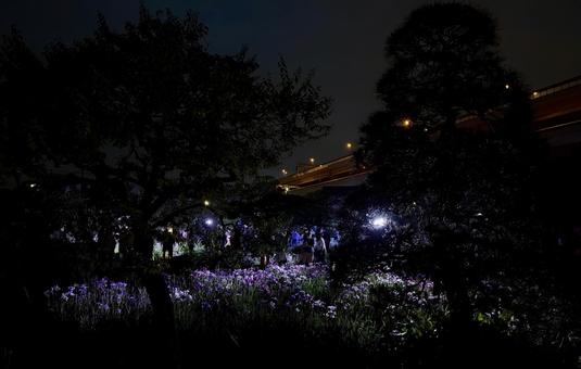 夜の堀切菖蒲園 ライトアップされる花菖蒲 夜の堀切菖蒲園 ライトアップされる花菖蒲 堀切菖蒲園,5月,菖蒲の写真素材