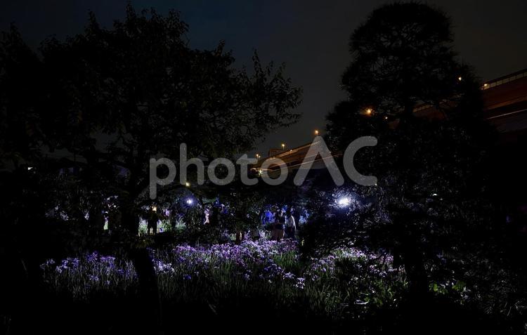 夜の堀切菖蒲園　ライトアップされる花菖蒲 堀切菖蒲園,5月,菖蒲の写真素材