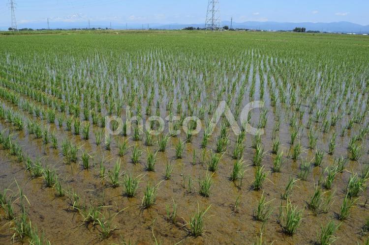 田植え２週間後の水田 田植え２週間後,２週間後の水田,２週間後の写真素材