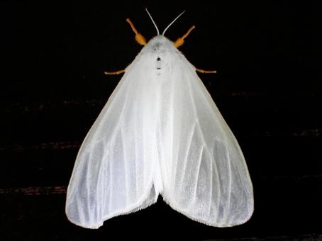 キアシドクガ キアシドクガ,毒蛾,蛾の写真素材