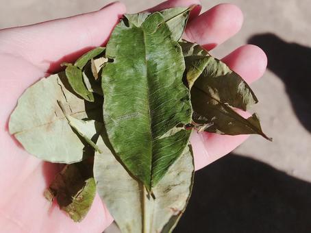 ペルーのコカの葉 ペルーのコカの葉の写真