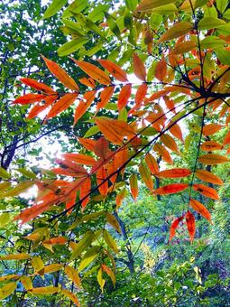 紅葉した植物の写真