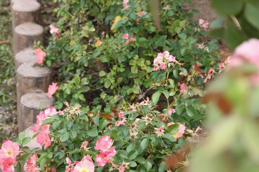 ピンクのバラ1 ピンクのバラ1 薔薇,バラ,ピンクの写真素材
