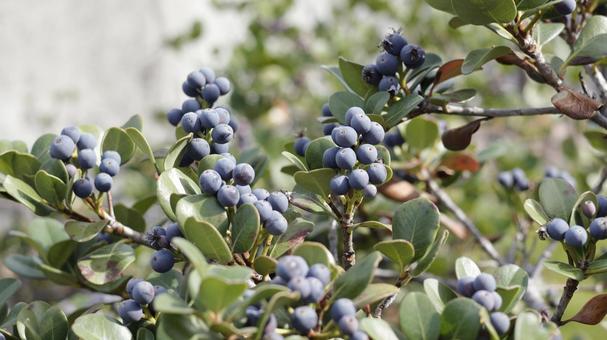 【植物の写真】シャリンバイ（車輪梅） シャリンバイ,車輪梅,植物の写真素材