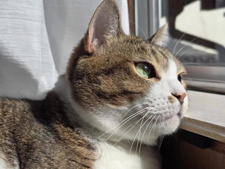 窓際でくつろぐ猫 猫,ネコ,ペットの写真素材