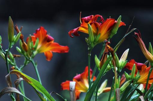 Photo, the season, beautiful, red, 