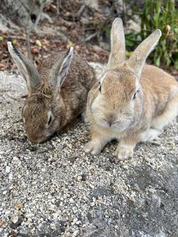 rabbit, JPG