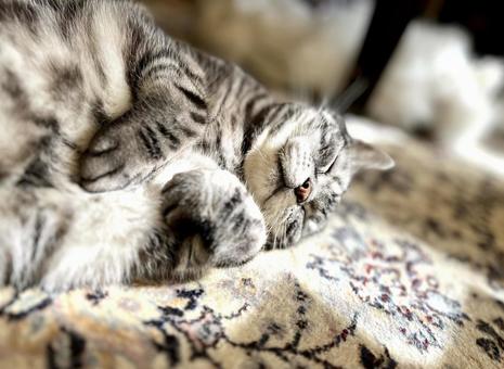 陽だまりの猫 猫,お昼寝,猫画像の写真素材