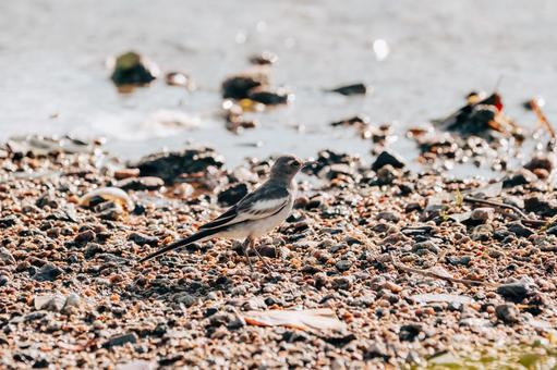 Photo, seguro sekirei, wild bird, birdie, 