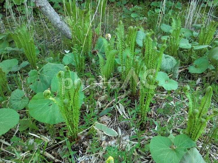 釧路湿原の植物 釧路湿原,湿原,釧路の写真素材