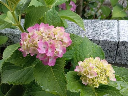 アジサイ アジサイの写真