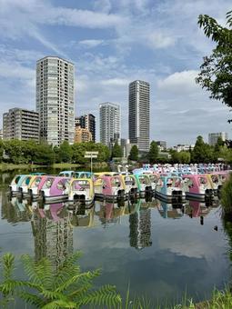 上野 初夏のボート池 上野 初夏のボート池 上野,ボート池,夏の写真素材