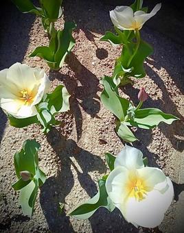 Photo, tulip, white flower, flowering, 