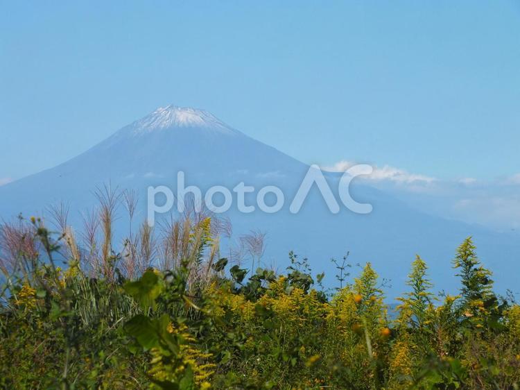 秋の草花と富士山 ふじさん,ススキ,セイタカアワダチソウの写真素材