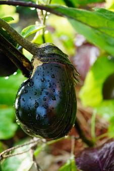Photo, eggplant, field, vegetables, 