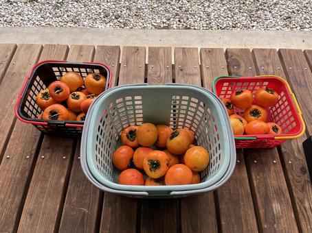 かごに入った柿 かご,網かご,プラスチックの写真素材