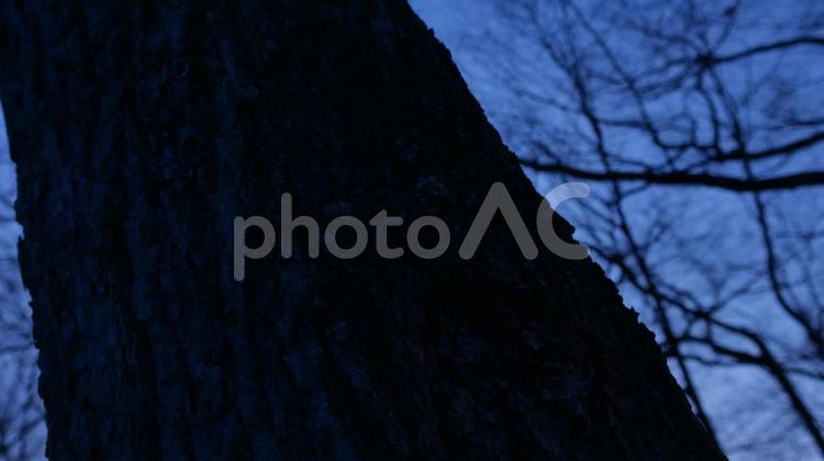 太い幹のある森の風景 幹,シルエット,暗いの写真素材