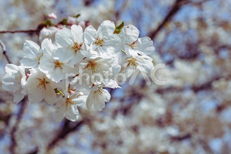 ソメイヨシノ桜ｰ13 ソメイヨシノ,さくら,桜の写真素材