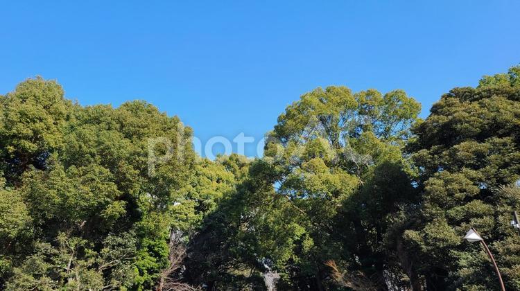 緑生い茂る風景 森,木,自然の写真素材