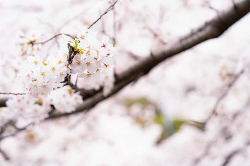 咲き誇ろ桜の花びら 咲き誇ろ桜の花びらの写真
