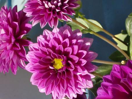 ダリア ダリア,花びら,赤紫の写真素材