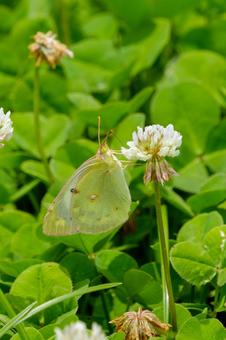 A Colias butterfly sucking nectar from white clover, JPG