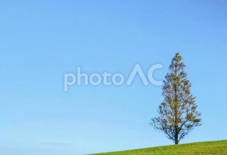 青空と一本の木 青空,大空,晴天の写真素材