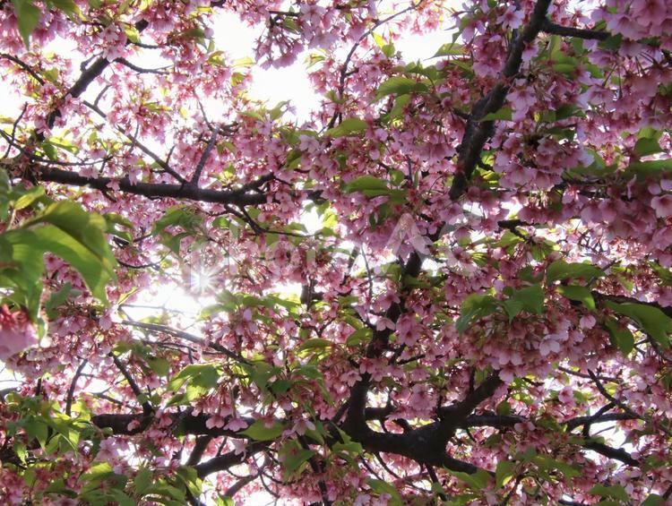 満開の桜満開のと太陽の光 桜,春,早春の写真素材