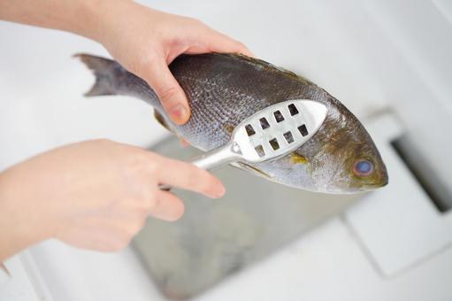 片手で魚を持ち鱗を取る手 片手で魚を持ち鱗を取る手の写真