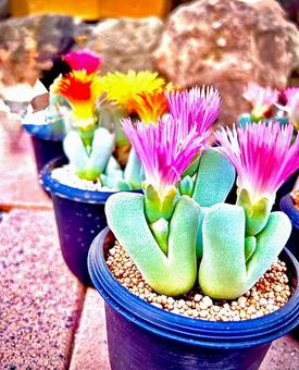 植物 植物,花,待ち受けの写真素材