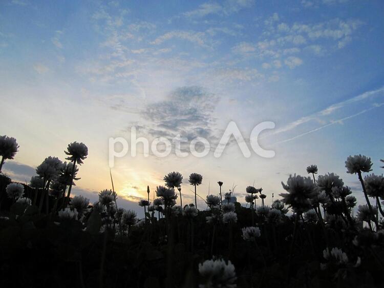 夕日と植物 夕日,光,オレンジ色の空の写真素材