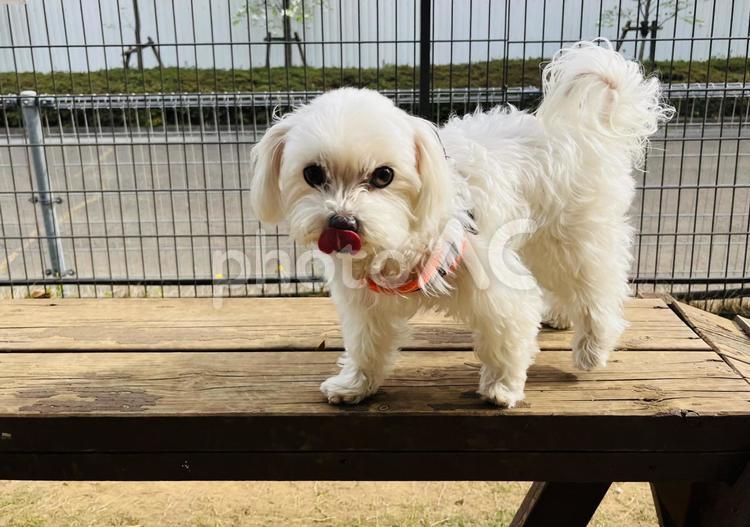 ドッグランで遊ぶ犬 犬,マルチーズ,かわいい犬の写真素材