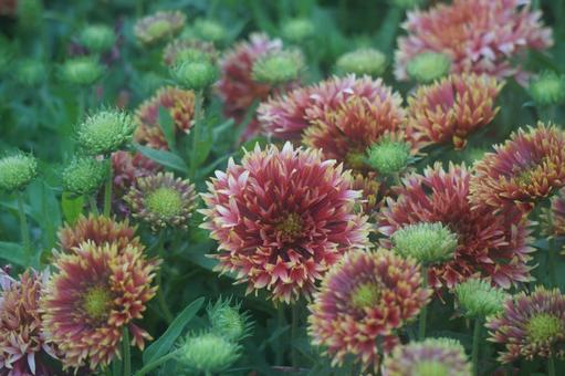 Zinnia, JPG