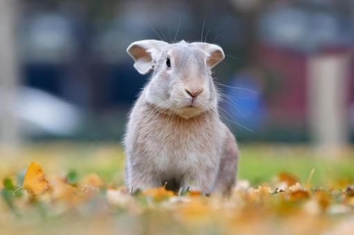 ペットのうさぎ うさぎ,ペット,干支の写真素材