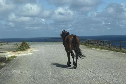 与那国島の野生の馬 馬,与那国島,八重山の写真素材