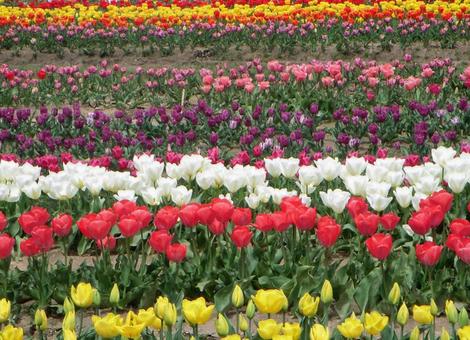 Tulips, JPG Tulips, JPG