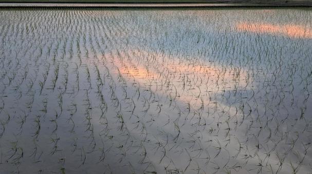 静寂な夕暮れの水田風景 静寂な夕暮れの水田風景 水田,田んぼ,夕焼けの写真素材