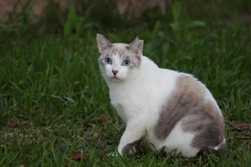 公園ネコ　沖縄県　那覇市 ネコ,かわいい,もふもふの写真素材