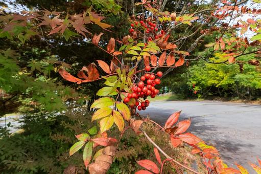 ナナカマドの写真