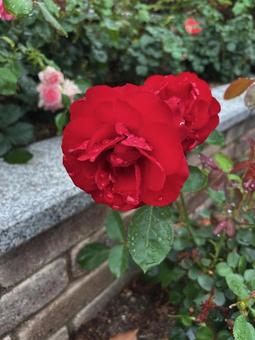 薔薇2 薔薇2の写真
