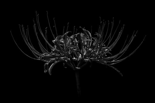 Dark spider lilies, JPG Dark spider lilies, JPG