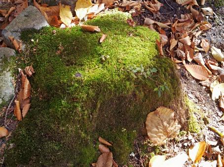 切株とコケ 苔,切株,落ち葉の写真素材