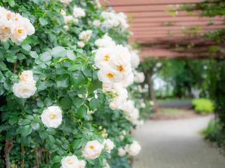 White roses on an arch, JPG White roses on an arch, JPG