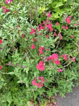 照片, 植物, 粉红色, 