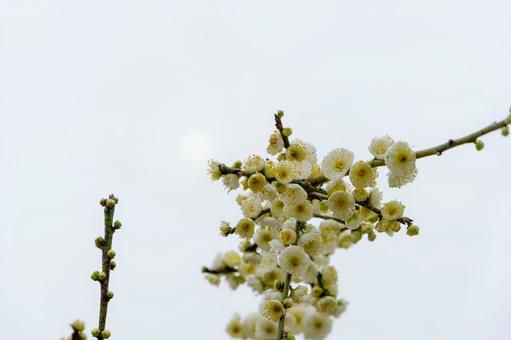青空に映える白梅の花 青空に映える白梅の花の写真