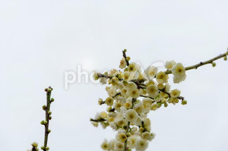 青空に映える白梅の花 梅,白,青空の写真素材