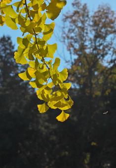 青空とイチョウ 植物,イチョウ,青空の写真素材