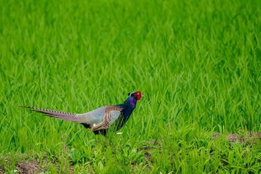 Photo, bird, pheasant, birds, 