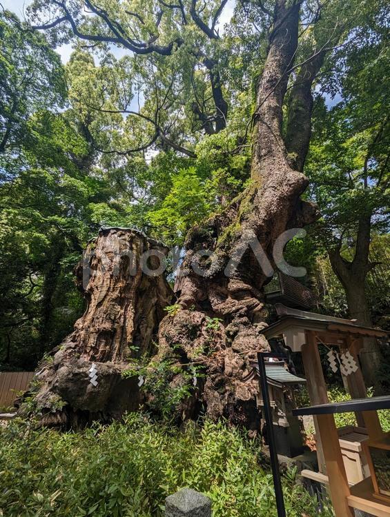 来宮神社　大楠 熱海,来宮神社,大楠の写真素材