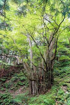 国の天然記念物・奥出雲竹崎のカツラの巨木 国の天然記念物・奥出雲竹崎のカツラの巨木 天然記念物,奥出雲,文化財の写真素材